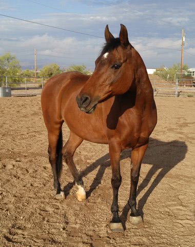 Gracie Blu and Sheila Horse